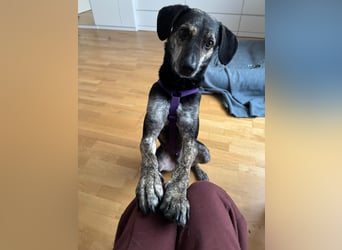 Nocino wartet in München