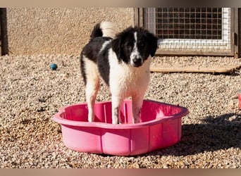 Morrisson sucht sein großes Glück