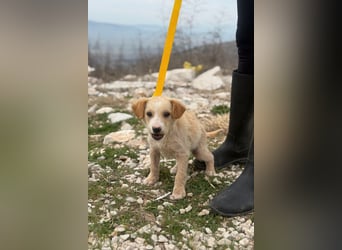 Ivy sucht ihr Glück (47839 Krefeld)