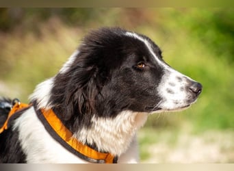 Morrisson sucht sein großes Glück