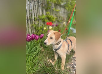 Ivy sucht ihr Glück (47839 Krefeld)