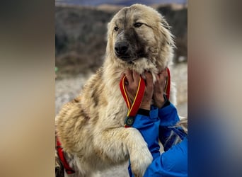 Liesa sucht ihr großes Glück