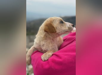 Ivy sucht ihr Glück (47839 Krefeld)