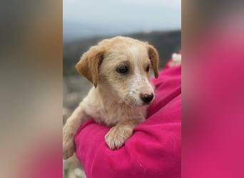 Ivy sucht ihr Glück (47839 Krefeld)