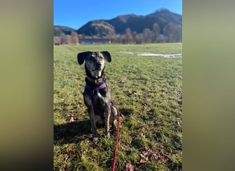 Nocino wartet in München