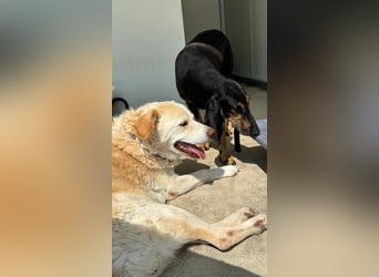 Kuschelmaus NAOMIE sucht eine eigene Familie!