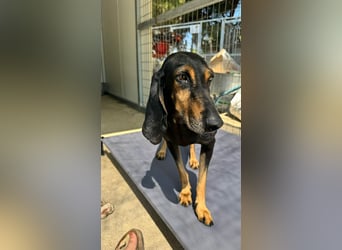Kuschelmaus NAOMIE sucht eine eigene Familie!