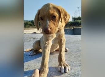 Mischlingswelpe ROCKIE (3,5 Monate) sucht eine Familie