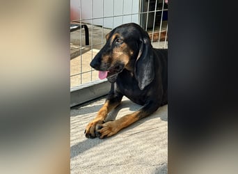 Kuschelmaus NAOMIE sucht eine eigene Familie!