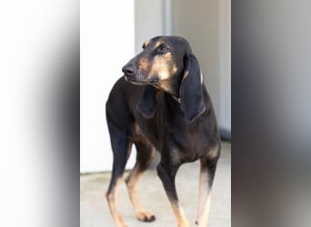 Kuschelmaus NAOMIE sucht eine eigene Familie!