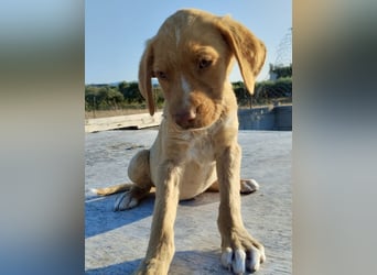 Mischlingswelpe ROCKIE (3,5 Monate) sucht eine Familie