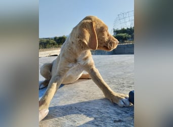 Mischlingswelpe ROCKIE (3,5 Monate) sucht eine Familie
