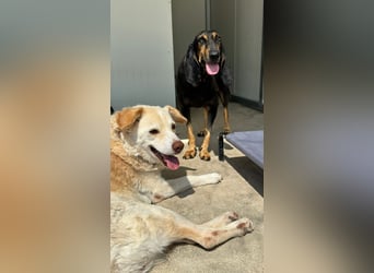 Kuschelmaus NAOMIE sucht eine eigene Familie!