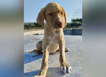 Mischlingswelpe ROCKIE (3,5 Monate) sucht eine Familie