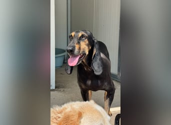 Kuschelmaus NAOMIE sucht eine eigene Familie!