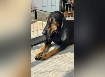 Kuschelmaus NAOMIE sucht eine eigene Familie!
