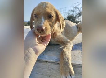 Mischlingswelpe ROCKIE (3,5 Monate) sucht eine Familie