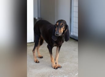 Kuschelmaus NAOMIE sucht eine eigene Familie!