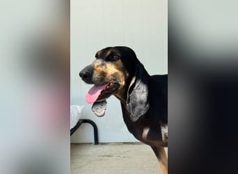 Kuschelmaus NAOMIE sucht eine eigene Familie!