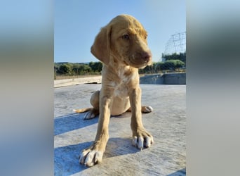 Mischlingswelpe ROCKIE (3,5 Monate) sucht eine Familie