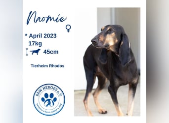 Kuschelmaus NAOMIE sucht eine eigene Familie!