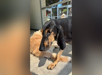 Kuschelmaus NAOMIE sucht eine eigene Familie!