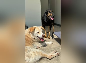 Kuschelmaus NAOMIE sucht eine eigene Familie!