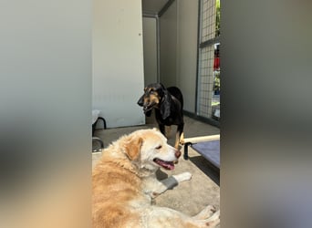 Kuschelmaus NAOMIE sucht eine eigene Familie!