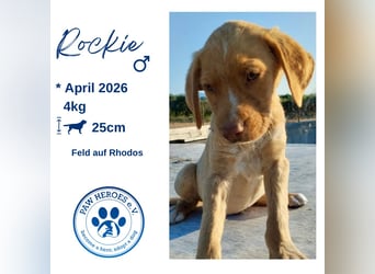 Mischlingswelpe ROCKIE (3,5 Monate) sucht eine Familie