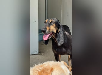 Kuschelmaus NAOMIE sucht eine eigene Familie!