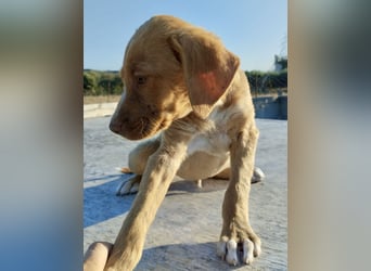 Mischlingswelpe ROCKIE (3,5 Monate) sucht eine Familie