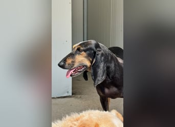 Kuschelmaus NAOMIE sucht eine eigene Familie!