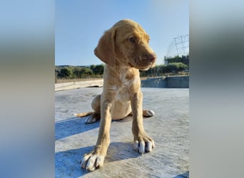 Mischlingswelpe ROCKIE (3,5 Monate) sucht eine Familie
