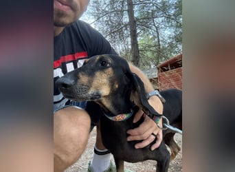 Kuschelmaus NAOMIE sucht eine eigene Familie!