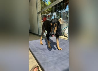 Kuschelmaus NAOMIE sucht eine eigene Familie!