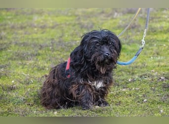 KÓCI SI – liebe, ältere Hündin sucht ein ruhiges Zuhause