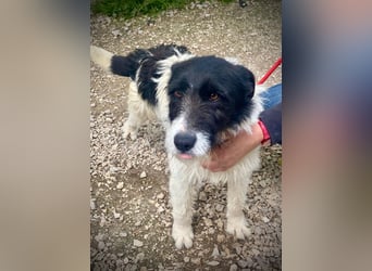 Aldo - Fundhund möchte endlich ein Zuhause
