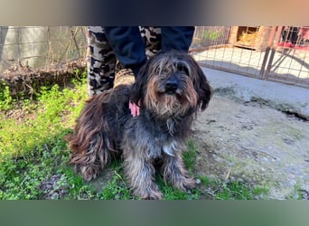 Adolf LM – freundlicher Rüde sucht sein Zuhause 