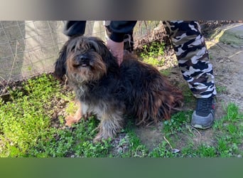 Adolf LM – freundlicher Rüde sucht sein Zuhause 