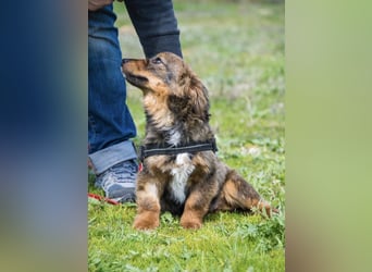 Csigusz SI – fröhlicher, offener Junghund sucht Abenteuer ✨