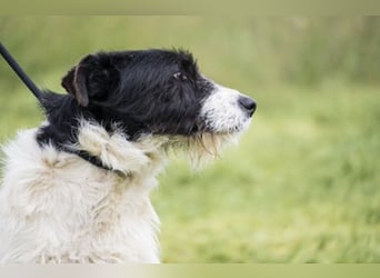 Aldo - Fundhund möchte endlich ein Zuhause