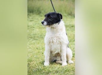 Aldo - Fundhund möchte endlich ein Zuhause