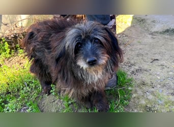 Axel LM – zutraulicher, freundlicher Begleiter sucht sein Zuhause 