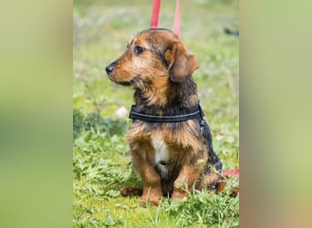 Bajusz SI – vorsichtiger, liebevoller Junghund sucht seine Menschen 