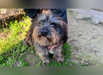 Adolf LM – freundlicher Rüde sucht sein Zuhause 