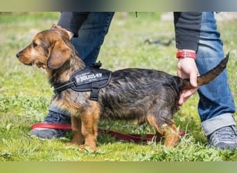 Bajusz SI – vorsichtiger, liebevoller Junghund sucht seine Menschen 