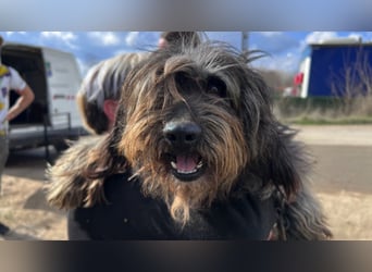 Adolf LM – freundlicher Rüde sucht sein Zuhause 