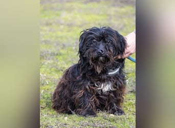 KÓCI SI – liebe, ältere Hündin sucht ein ruhiges Zuhause