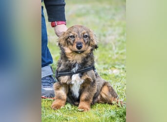 Csigusz SI – fröhlicher, offener Junghund sucht Abenteuer ✨