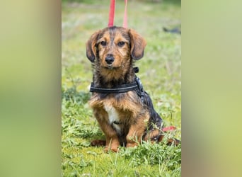 Bajusz SI – vorsichtiger, liebevoller Junghund sucht seine Menschen 